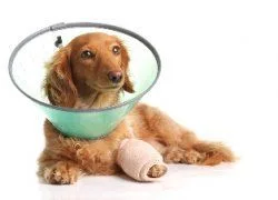 San Jose veterinarian provides dog surgery like knee surgery