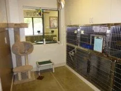 separate cat boarding suite
