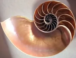 bronze colored spiral seashell
