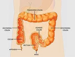 Diagram of Colon