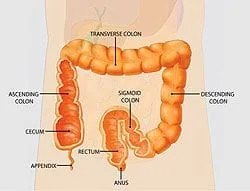 Colonoscopy in Forest Hills, NY