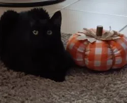 Black Cat with Pumpkin