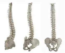 Models of spine