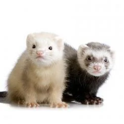 Two Ferrets Kits Exotic Pets
