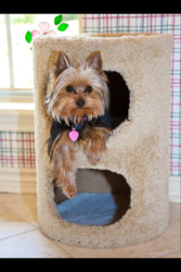 Dr. Twomey's Yorkie, Molly