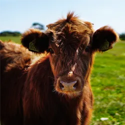 Cattle