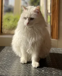 White Cat