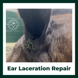 Ear Laceration