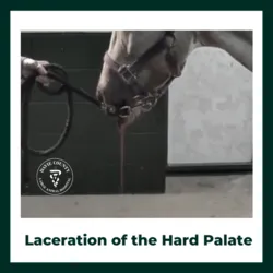 Laceration of the hard palate