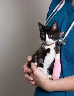 San Jose cat surgery and dog surgery provided by Animal Medical Center