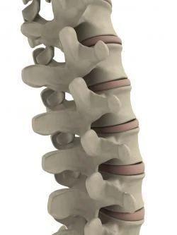 photo o the human spine 