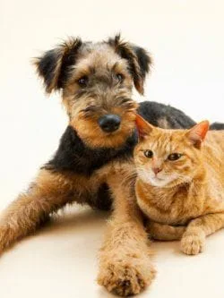 dog_and_cat__care_at_Animal__Medical_Center.jpg