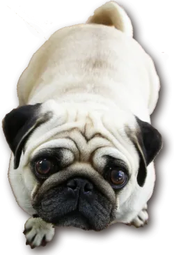 iStock_masked_pug.png