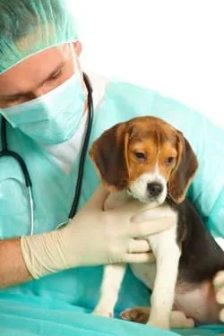 veterinarian in laguna hills - pet surgery faqs