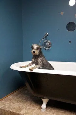 dog_in_bath.jpg
