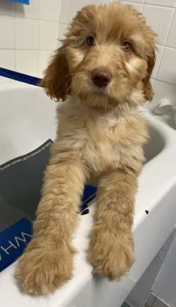 puppy bath