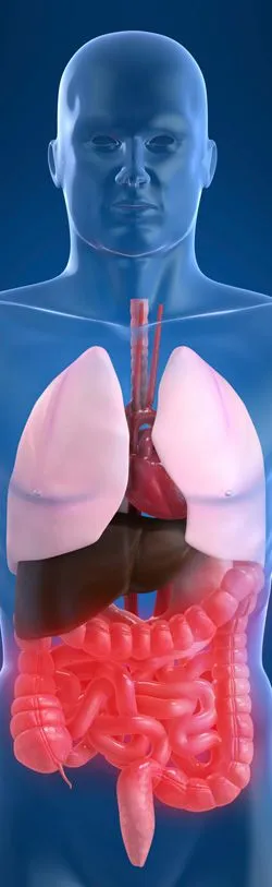 LeBlanc Periodontal Illustration 4