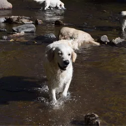 dog in river