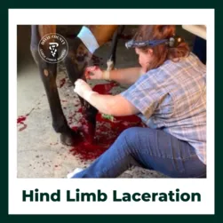 Hind limb Laceration
