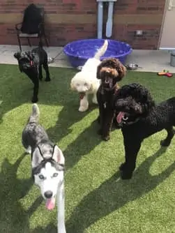 Dogs grouped with tongues hanging out