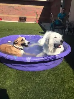 Dogs in pool