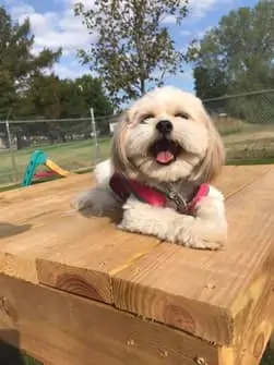 Dog sunbathing