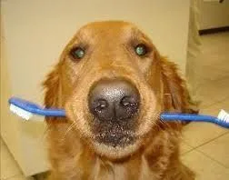 dogwith_toothbrush.jpg