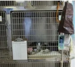 A kennel used for animal hospitalization