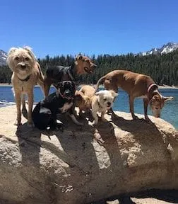 Dogs on the rock
