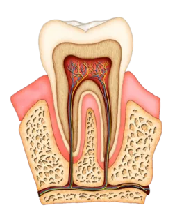 Root Canal Treatment Stamford