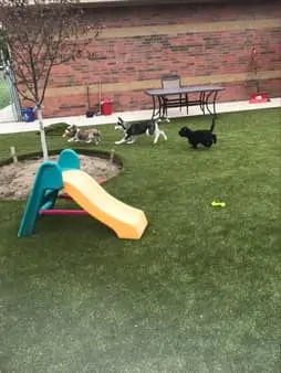 Dogs running around together