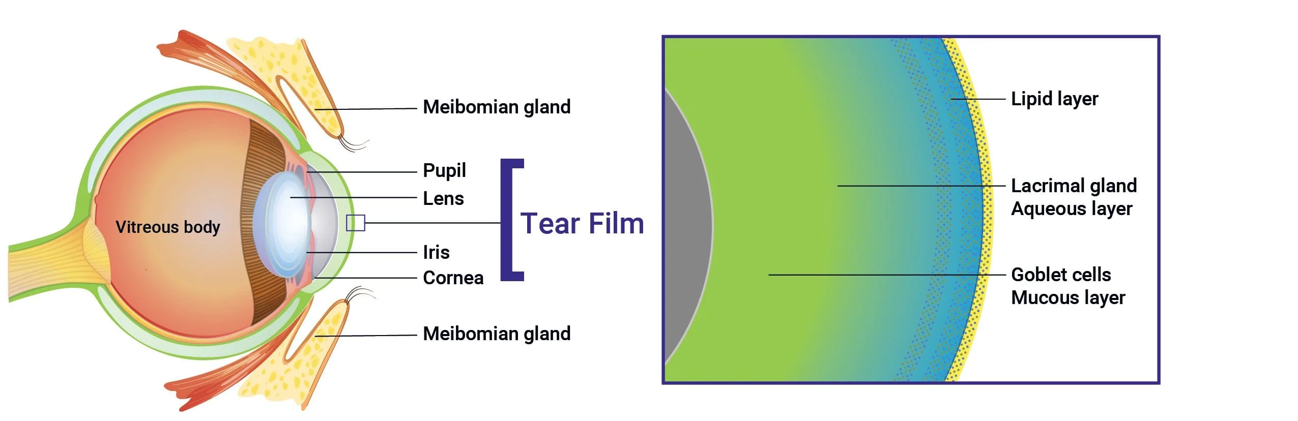 Tear_Film
