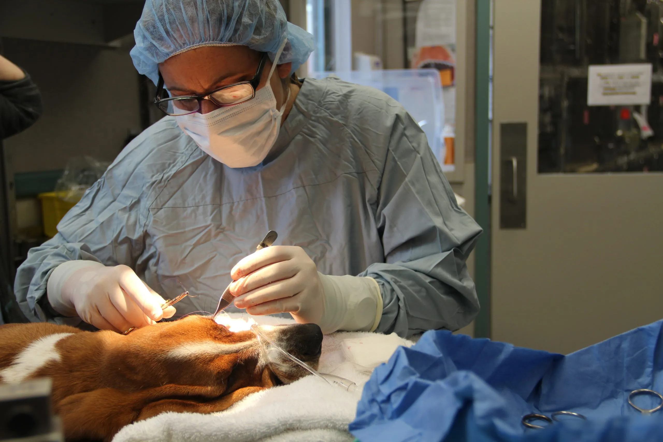 Pet Surgery