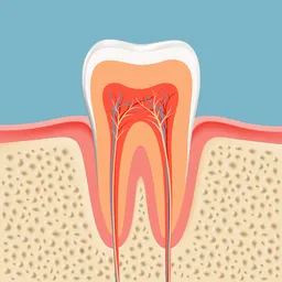 Root Canal Martinsville