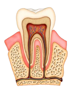 Root Canal Therapy Kitchener ON