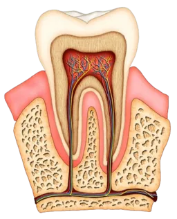 illustration of interior of molar tooth showing tissue, nerves and root canal San Marcos, CA dentist