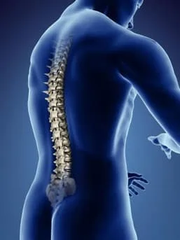 Model of spine outlining vertebrae and areas of common back pain, subluxations, and discomfort