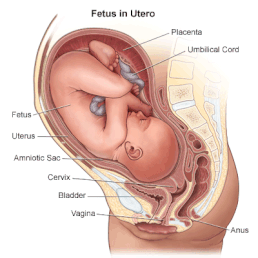 fetus_anatomy.gif