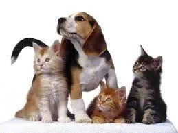 beagle_with_kittens.jpg