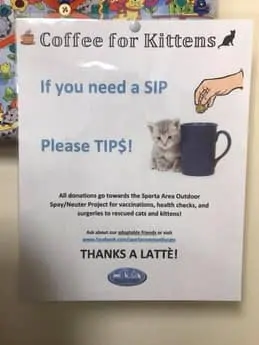 coffee for kittens