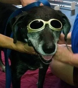 Laser Therapy for Dogs_Tyra