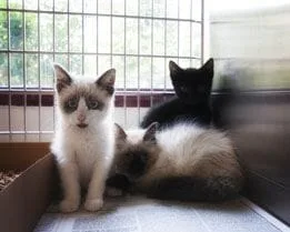 Kittens in a kennel