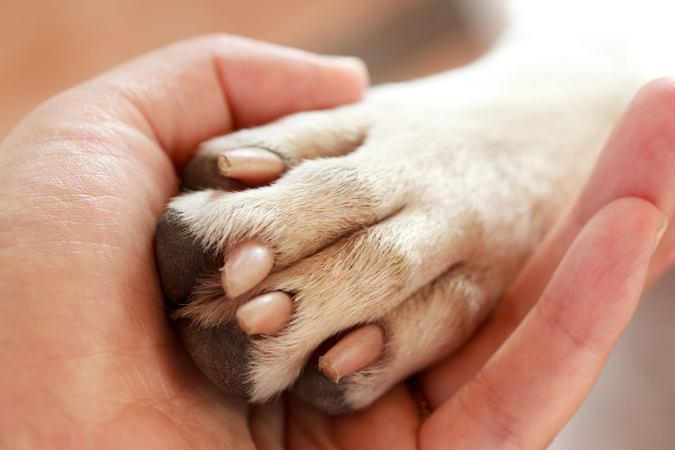 hand-in-paw