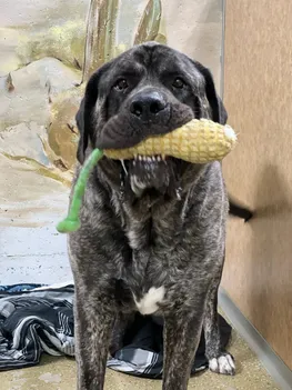 jax