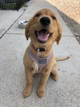 suki