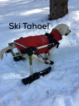 ski tahoe