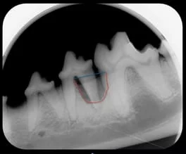 cat dental radiograph
