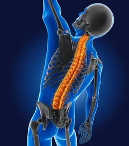 Image result for blue spinal images stretching