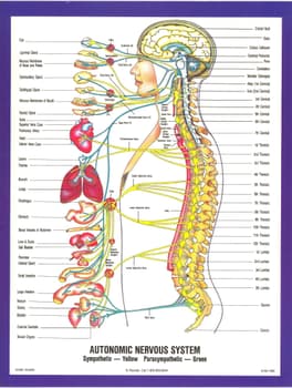 Chiromatrix 3d Spine Simulator Nerve Chart