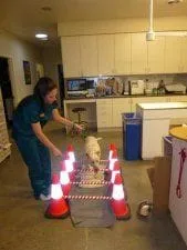 Canine Rehabilitation.  Pet physical therapy